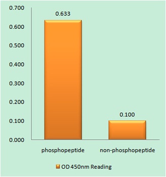 PKD2 (phospho Ser876) rabbit pAb