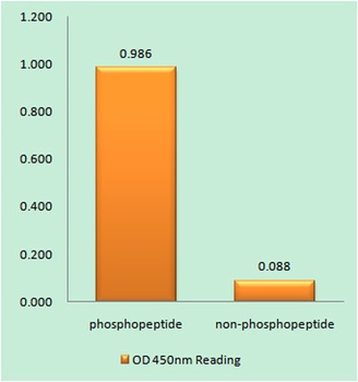 Raf-1 (phospho Ser338) rabbit pAb