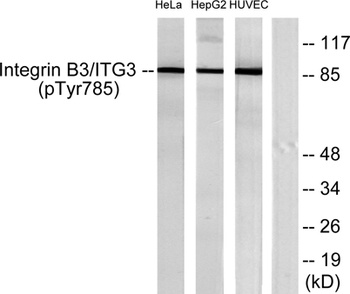 Integrin β3 (phospho Tyr785) rabbit pAb