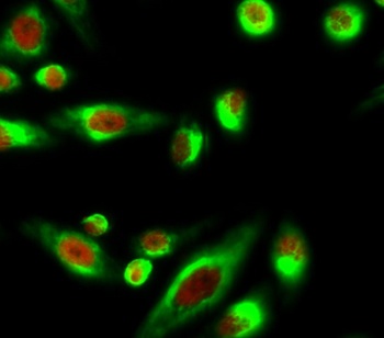 Smad3 (phospho Ser425) rabbit pAb Antibody