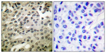 NFκB-p105/p50 (phospho Ser337) rabbit pAb