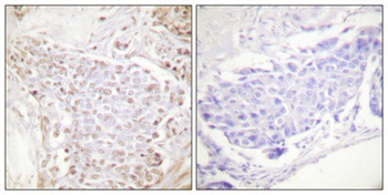 NFκB-p105/p50 (phospho Ser337) rabbit pAb