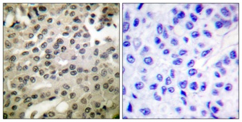 NFκB-p105/p50 (phospho Ser337) rabbit pAb