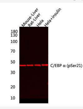 C/EBP α (phospho Ser21) rabbit pAb Antibody