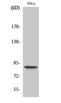 Stat5 (phospho Ser726/731) rabbit pAb