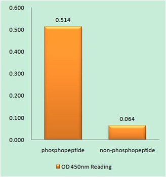 Amyloid-β (phospho Thr743) rabbit pAb Antibody