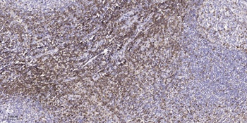 Synuclein-α (phospho Tyr125) rabbit pAb