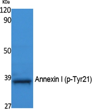 Annexin I (phospho Tyr21) rabbit pAb Antibody