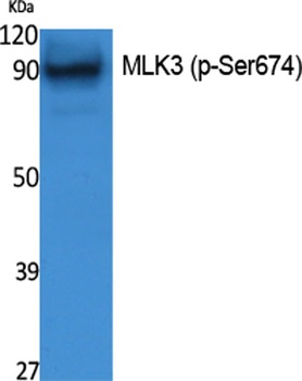 MLK3 (phospho Ser674) rabbit pAb Antibody