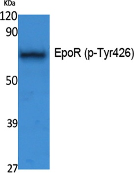 EpoR (phospho Tyr426) rabbit pAb Antibody