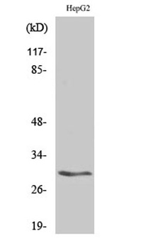 14-3-3 β rabbit pAb Antibody