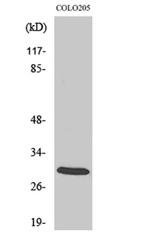 14-3-3 ζ rabbit pAb Antibody