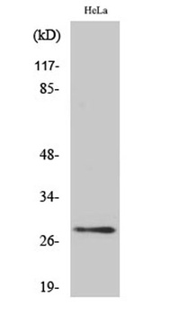 14-3-3 θ/τ rabbit pAb Antibody