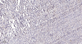 14-3-3 θ/τ rabbit pAb Antibody