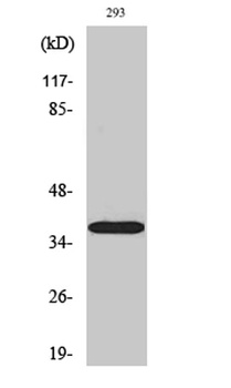 17β-HSD11 rabbit pAb Antibody
