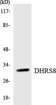 17β-HSD11 rabbit pAb Antibody