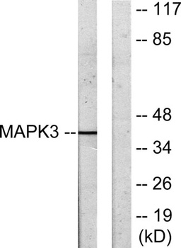 3pK rabbit pAb Antibody