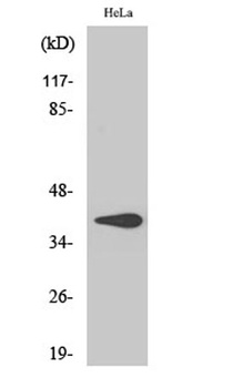 3β-HSD7 rabbit pAb Antibody