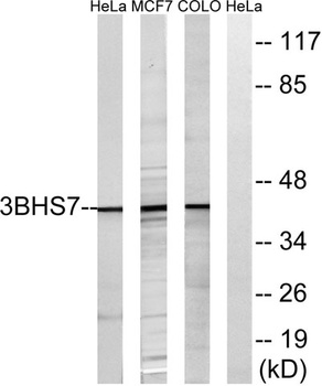 3β-HSD7 rabbit pAb Antibody