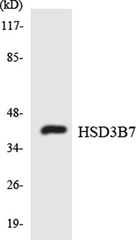 3β-HSD7 rabbit pAb Antibody