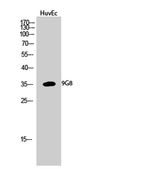 9G8 rabbit pAb Antibody