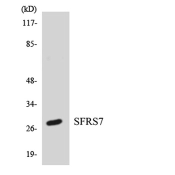 9G8 rabbit pAb Antibody