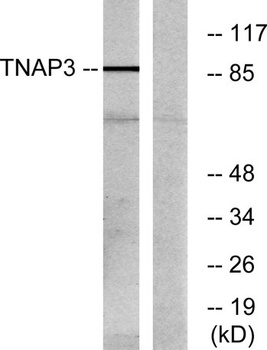 A20 rabbit pAb Antibody