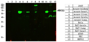ABCG2 rabbit pAb Antibody