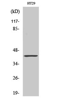 ABHD7 rabbit pAb Antibody