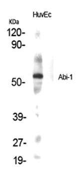 Abi-1 rabbit pAb Antibody