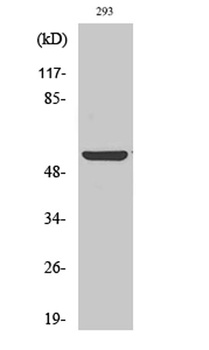 Abi-1 rabbit pAb Antibody