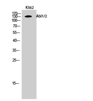 Abl1/2 rabbit pAb Antibody