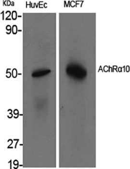 AChRα10 rabbit pAb Antibody