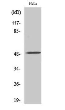 AChRα10 rabbit pAb Antibody