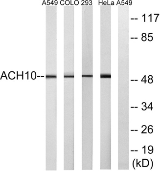 AChRα10 rabbit pAb Antibody