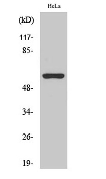 AChRα3 rabbit pAb Antibody