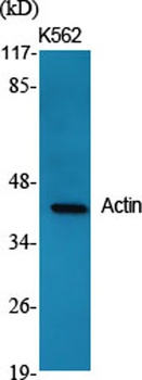 Actin rabbit pAb Antibody