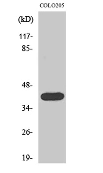 Actin α3 rabbit pAb Antibody