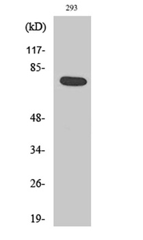 Actinin-α1/2/3/4 rabbit pAb Antibody
