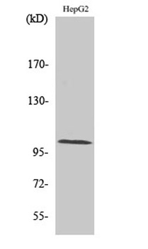 Actinin-α2/3 rabbit pAb Antibody