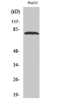 ADAR2 rabbit pAb Antibody