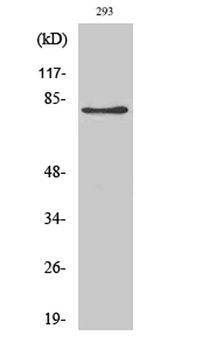 Adducin β rabbit pAb Antibody