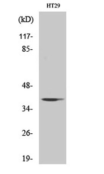 AHA-1 rabbit pAb Antibody