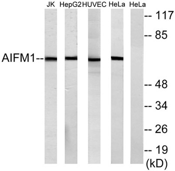 AIF-M1 rabbit pAb