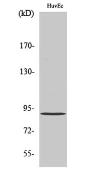AKAP 149 rabbit pAb Antibody