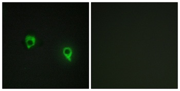 AKAP 149 rabbit pAb Antibody
