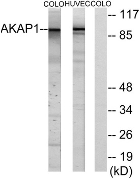 AKAP 149 rabbit pAb Antibody