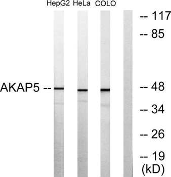AKAP 79 rabbit pAb Antibody