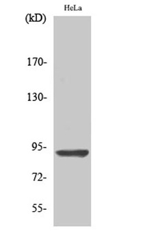 AMPD2 rabbit pAb Antibody