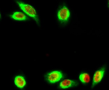 Annexin VI rabbit pAb Antibody